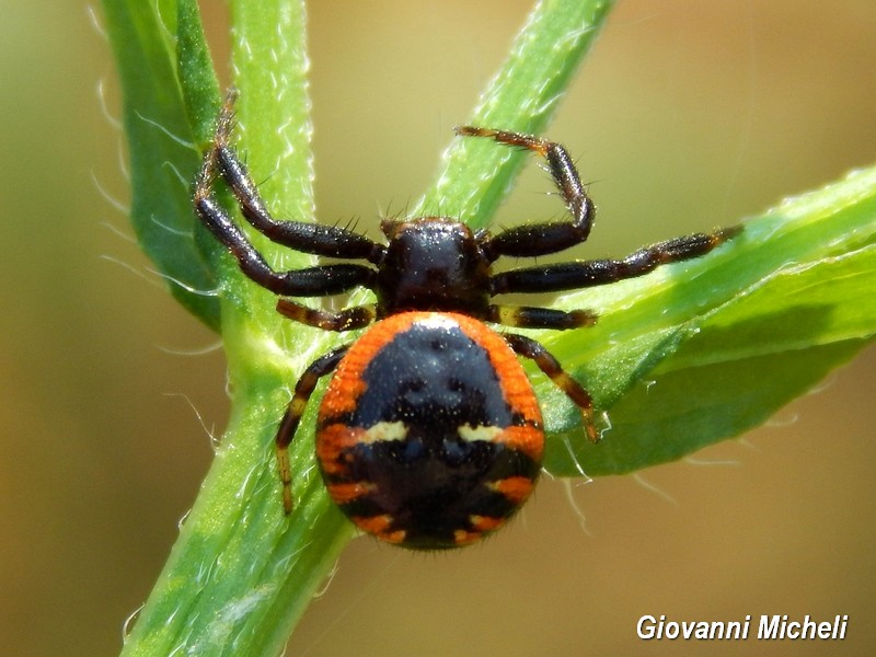 Synema globosum